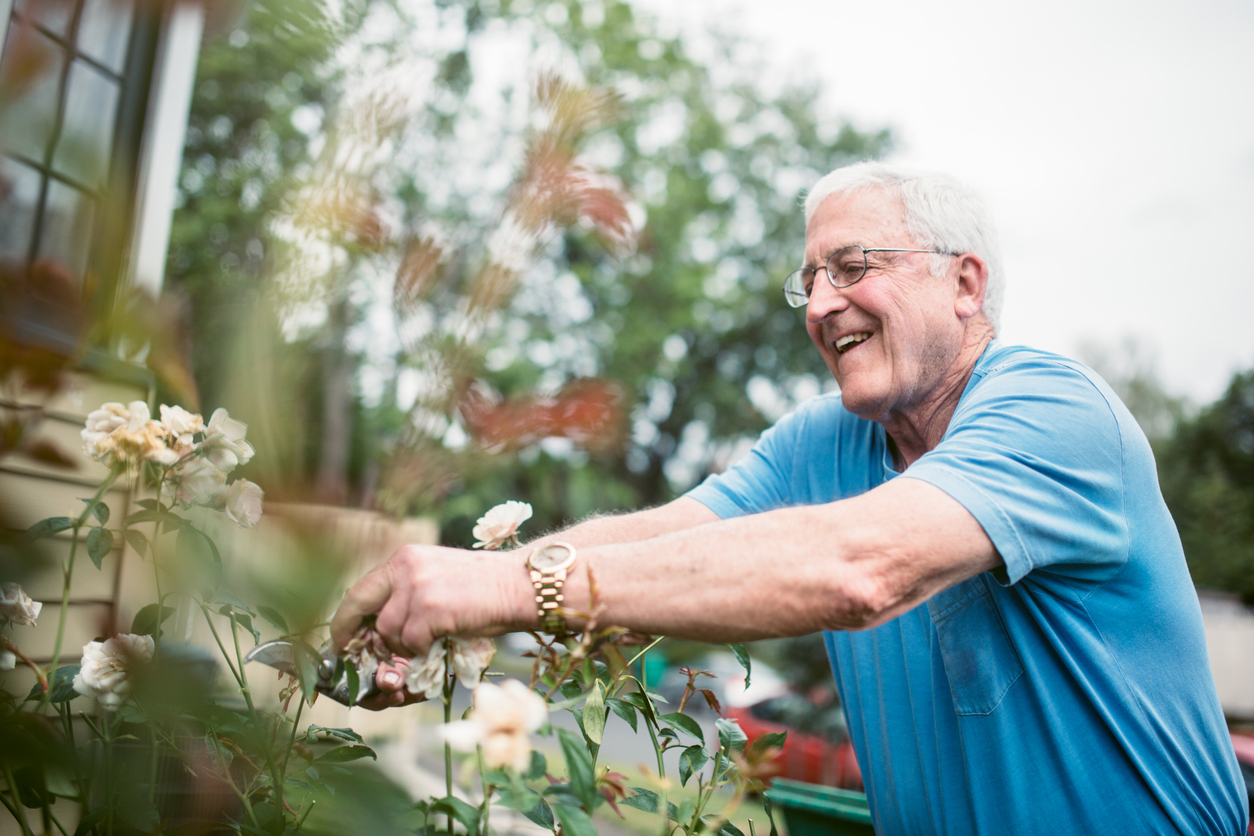 Smiling man pruning roses in garden.